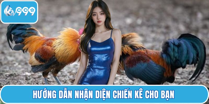 Hướng dẫn nhận diện chiến kê cho bạn 